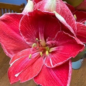 Meet your Posher, Sophia